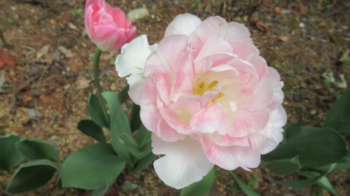 全ての花はバラを目指す？
