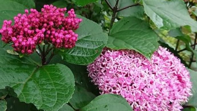 クサギの花は可愛いよ!