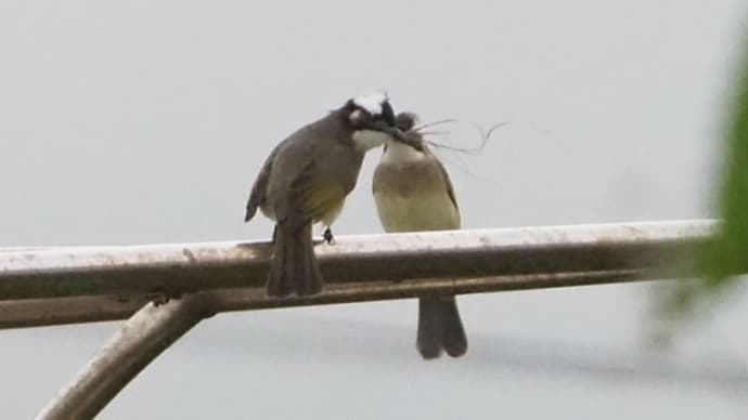 鳥の恋