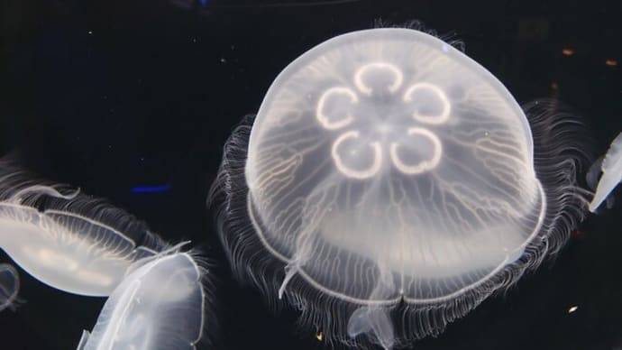 雨の中を仙台うみの杜水族館へ
