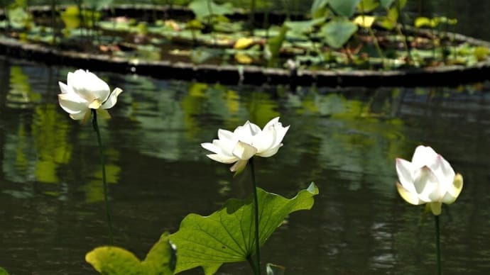 府中市郷土の森公園・修景池のハス（8・最終回）