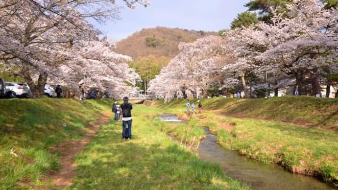 猪苗代町、観音寺川桜並木に行って。
