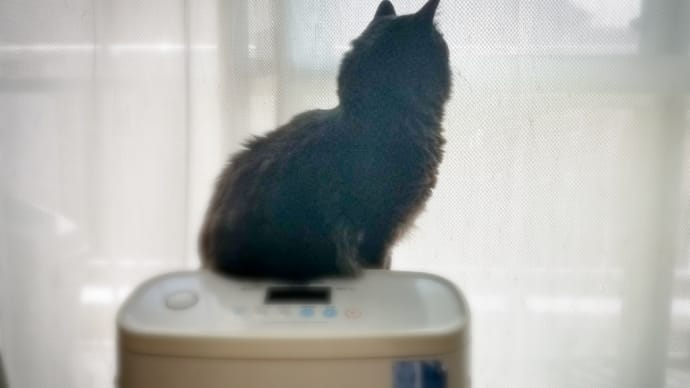 本日はジョニ(ΦωΦ)　