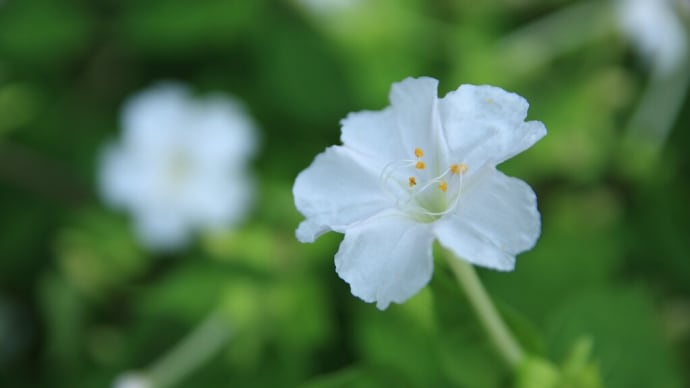 「白粉花/おしろいばな 白×6枚。」