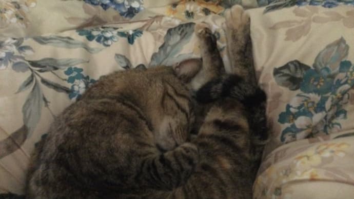 睡眠を十分に取ることが大切ない理由 後編