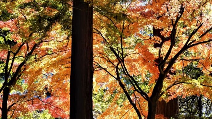 2021・11・8 長野市・昌禅寺の紅葉。錦の帳の中で秋色の夢時間。