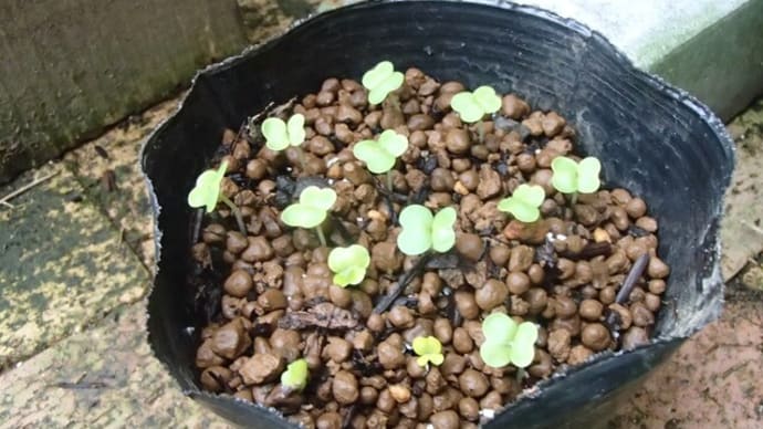白菜オレンジクインの発芽と草刈り