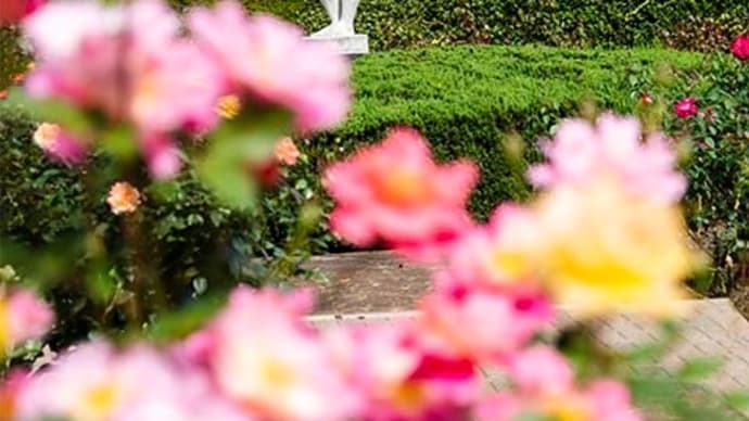 秋薔薇、神代植物公園