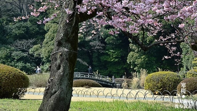 寒桜、いろいろ。