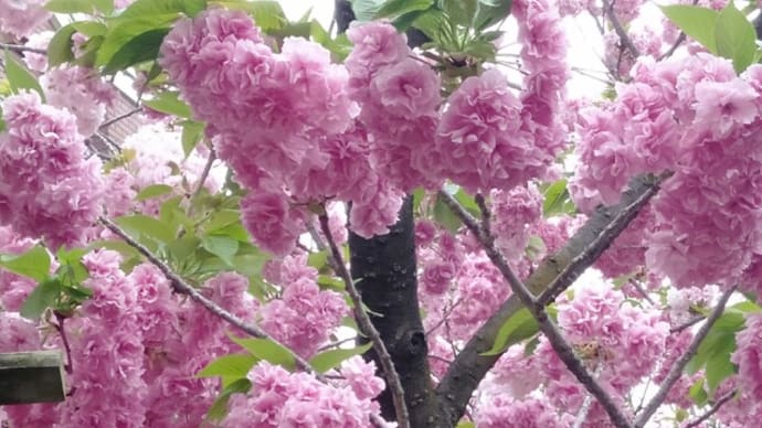 造幣局　桜の通り抜け