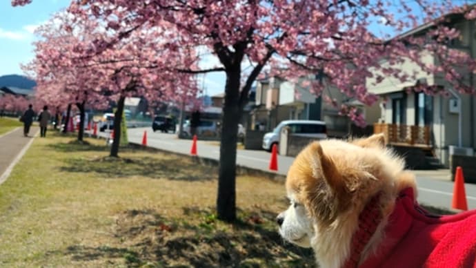 河津桜はほぼ満開でしたよ