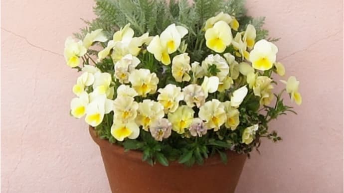 パンジーやヴィオラの寄せ植え(3)