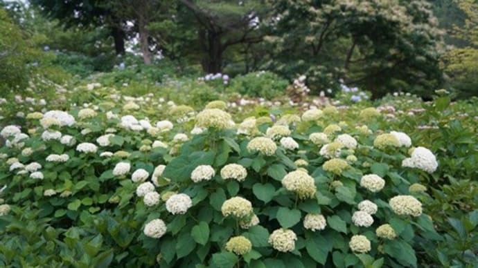 お花追っかけ~・・・@茶屋ヶ坂公園 あじさい