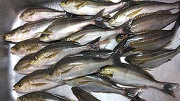 O様のイサキ釣行(福浦、よしひさ丸)。