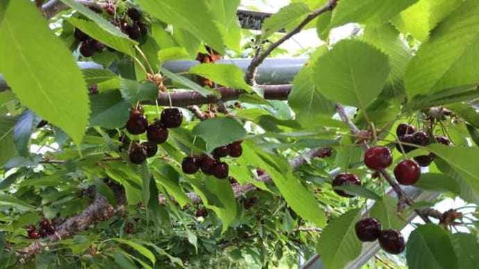 7月7日（日）園内状況