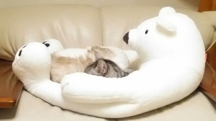 猫団子はじまりました。
