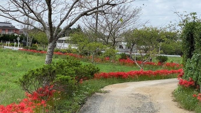 還来寺の彼岸花