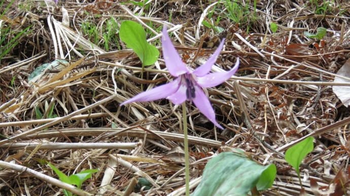 カタクリの花 昭和万葉の森 (大衡村)