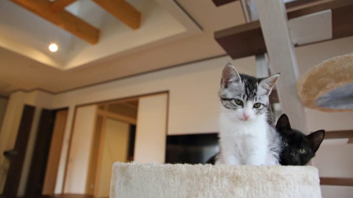 ネコと暮らす家、猫が暮らす家を考えるデザイン設計の工夫と配慮の間取りと検討の要素色々と・・・人と猫が同じ空間で暮らすという事を意識する事は大切、吹き抜けやネコタワー、壁の存在と窓の意味