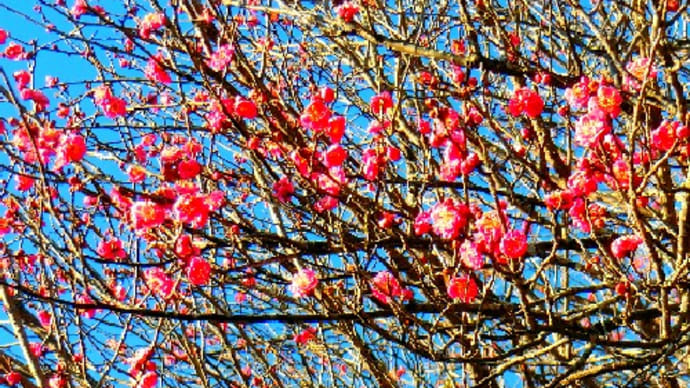 近所にて、大寒時期の花木、紅梅、白梅、蝋梅、御柳梅、他
