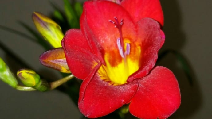 フリージア 赤のオベロン咲きました  20200401