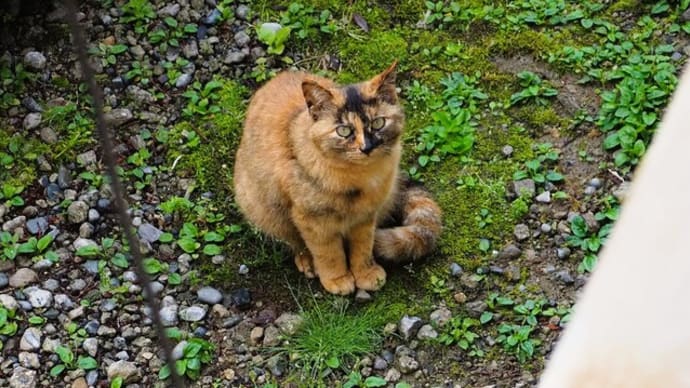 今日のサビちゃん。