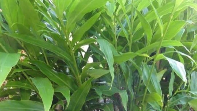 ハッシュタグ みょうが自生 Goo Blog Gooブログ ハッシュタグ みょうが自生 Goo Blog Gooブログ