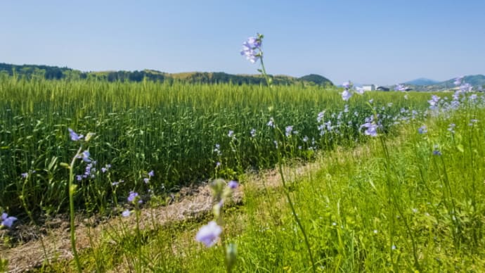 神から摂理を説かれたヨブの祝福