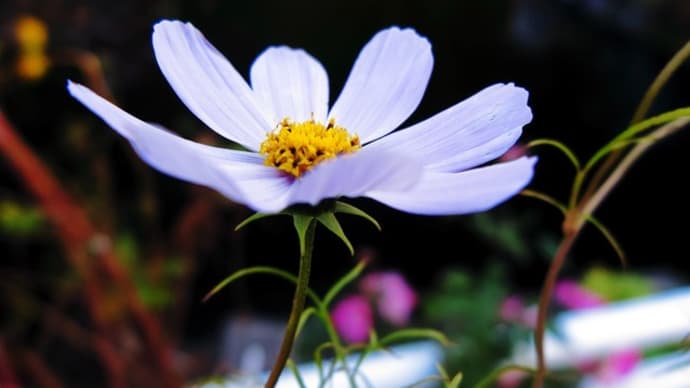 ご近所の花たち