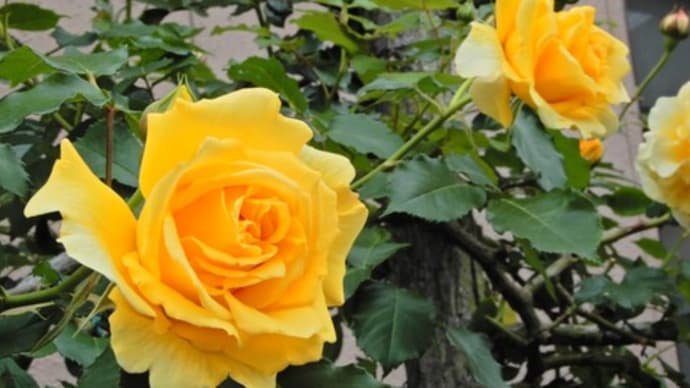 バラの開花 6月 ②