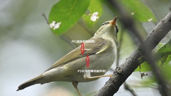 メボソムシクイ類の判別