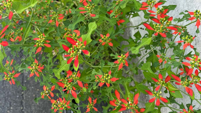 夏の花