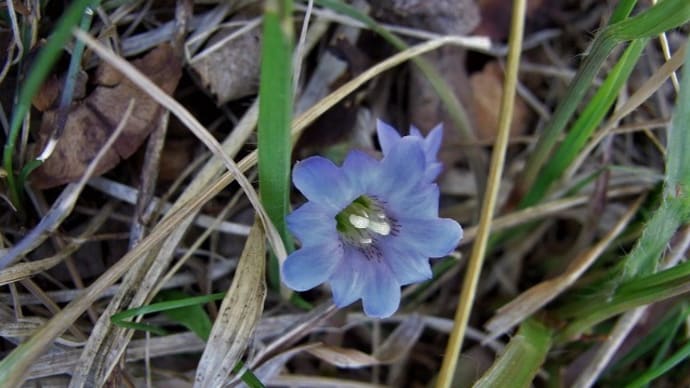 フデリンドウ(筆竜胆)シロバナノヘビイチゴ(白花の蛇苺)ミヤマハコベ(深山繁縷)ワダソウ(和田草)クスサンの繭(オオダワラ・スカシダワラ)俳句鑑賞