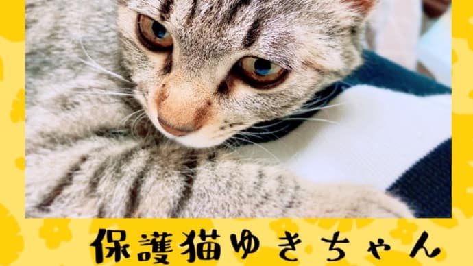 ようこそ保護猫ゆきちゃん♬