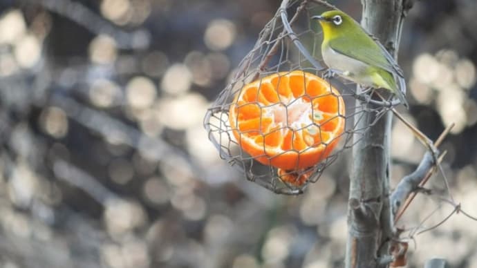 庭の野鳥たち