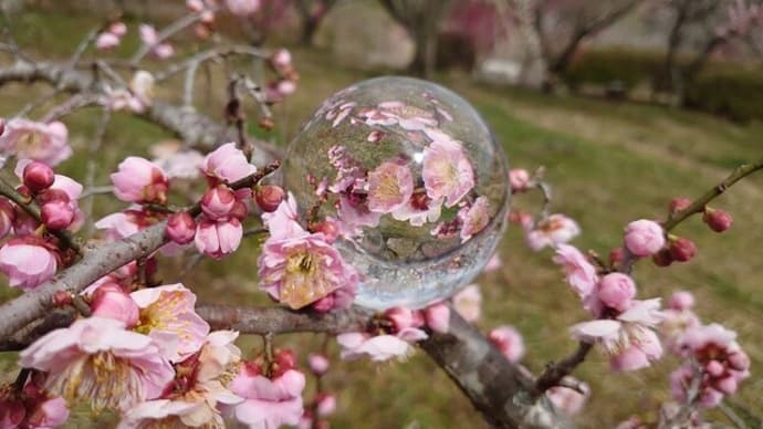梅の里公園~2021年3月13日