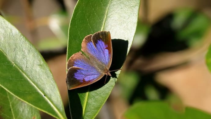 2021年 近くの公園で…、虫さん大集合!(109)