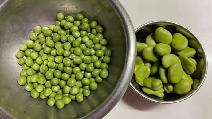 グリンピースが豊作・・・・我が家の菜園
