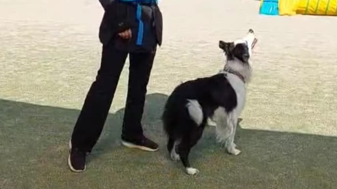 ドッグダンスレッスンの日