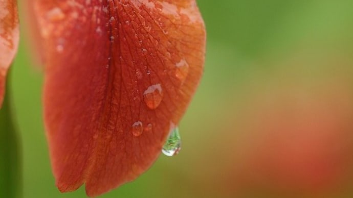 雨の似合うチャショウブ