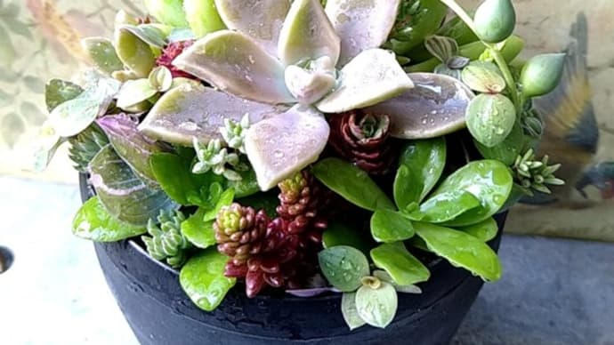 ~多肉植物の寄せ植え教室満員になったよ~