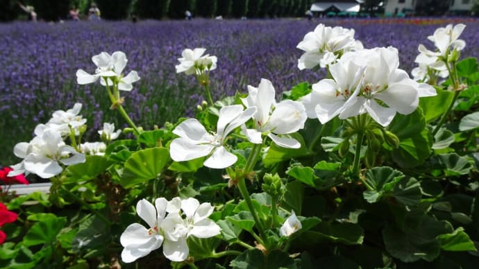 ファーム富田②花散歩