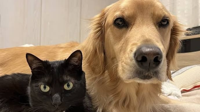 犬や猫が面白がることって!?