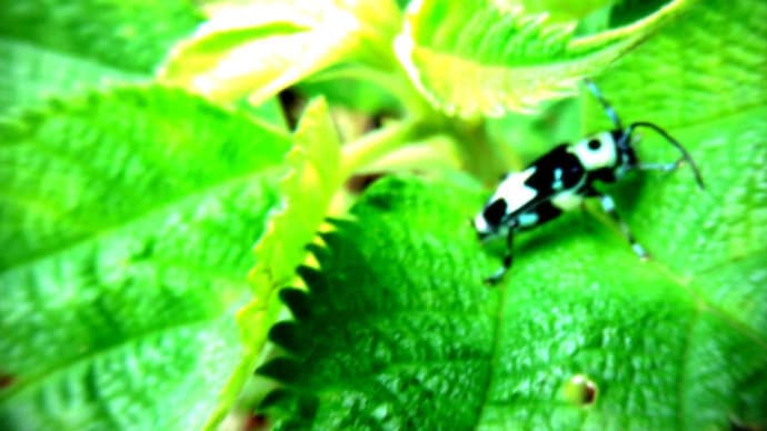 ラミーカミキリ