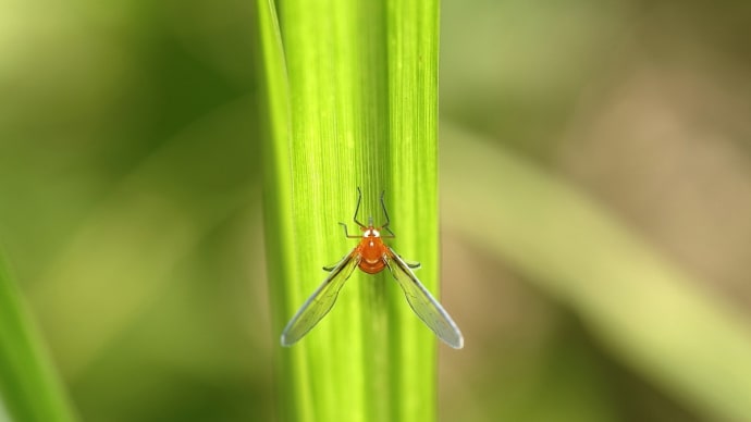 アカハネナガウンカ! 《 癒し系の虫さん、横綱級なのだ 》