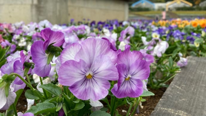 とちぎ花センター、去年の秋。