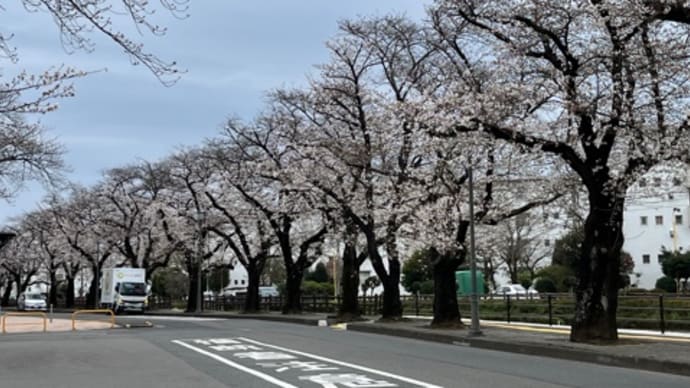 雨降り☔️ (4/1) 昨日の桜の花と菜の花の様子