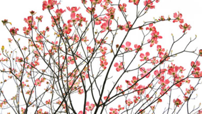 庭の花たち(その三)