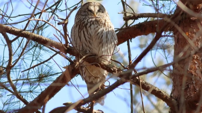 フクロウ(Ural owl)