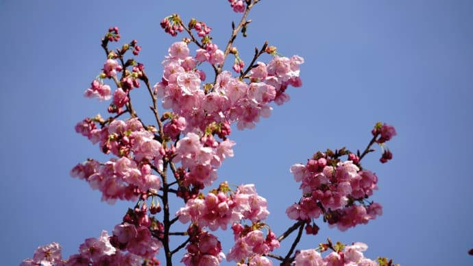 ぶらぶらフォト　鶴見緑地　ヨウコウ桜と風車前大花壇など